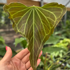 Anthurium 'Delta Force'2