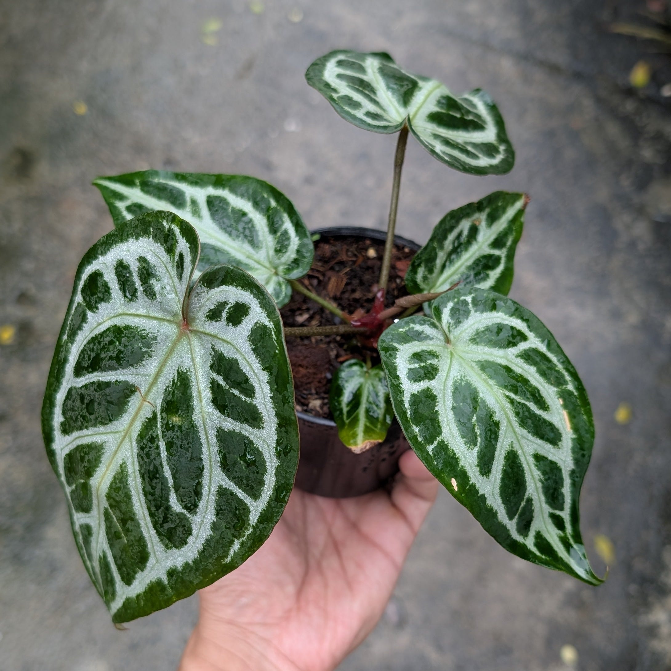 A small potted Anthurium Doc Block F2 x Silver Blush with large green and white variegated leaves being held in a person's hand against a gray concrete floor.