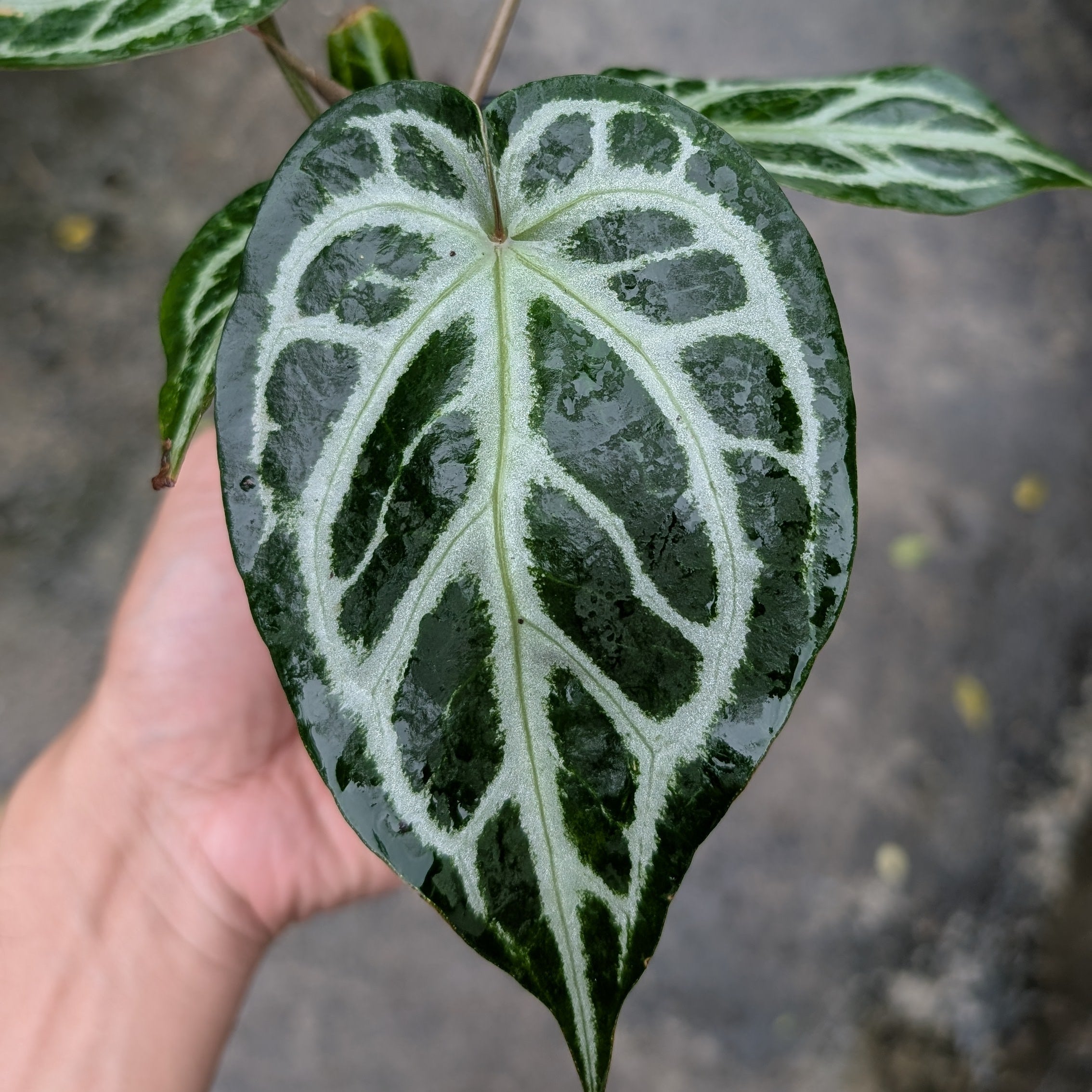 A hand holding a green leafy plant with prominent variegated heart-shaped leaves featuring bold white veining and patterns, set against a blurred gray concrete background.