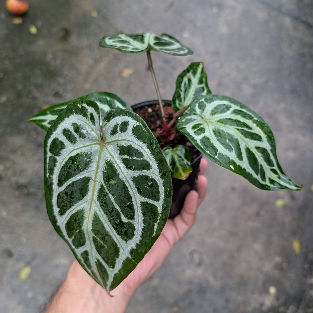 A small potted houseplant with glossy green leaves featuring prominent white veining, held in a person's hand against a wet gray concrete background.