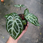 A small potted houseplant with glossy green leaves featuring prominent white veining, held in a person's hand against a wet gray concrete background.