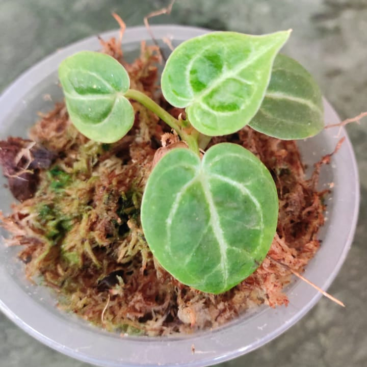 Anthurium Dorayaki - Anthurium | Soiled