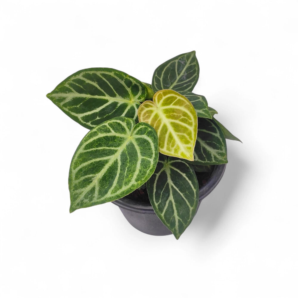 Anthurium Dorayaki - Anthurium | Soiled