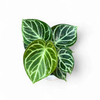 Anthurium Dorayaki - Anthurium | Soiled