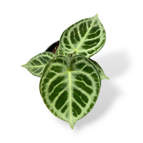 anthurium vanilla Anthurium White - Vanilla main image 1