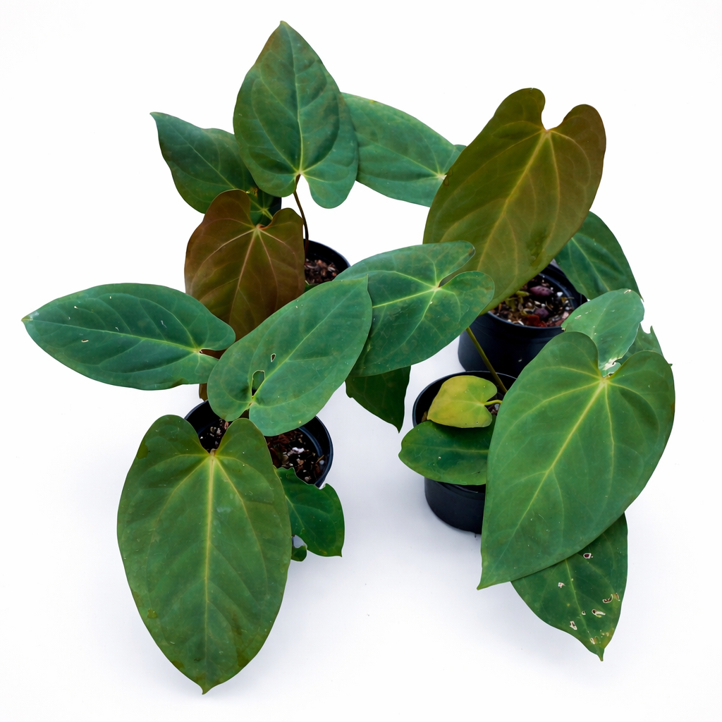Green potted plants on a white background