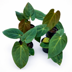 Green potted plants on a white background