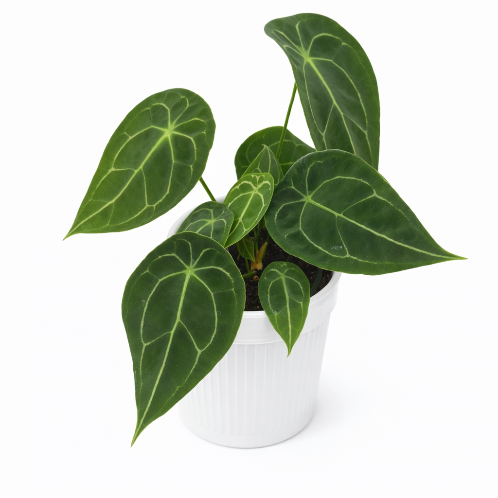 Potted Anthurium Forgetii (Pure Form) plant with large green leaves on a white background