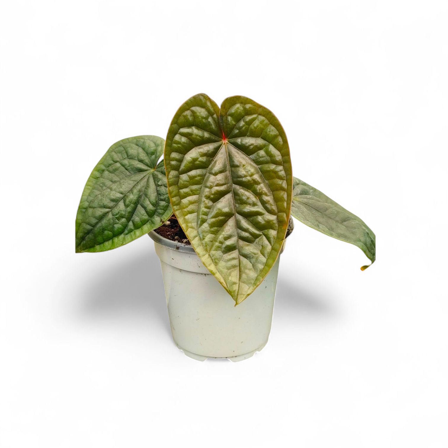 Potted Anthurium Luxurian (Pure Form) plant with large green leaves on a white background