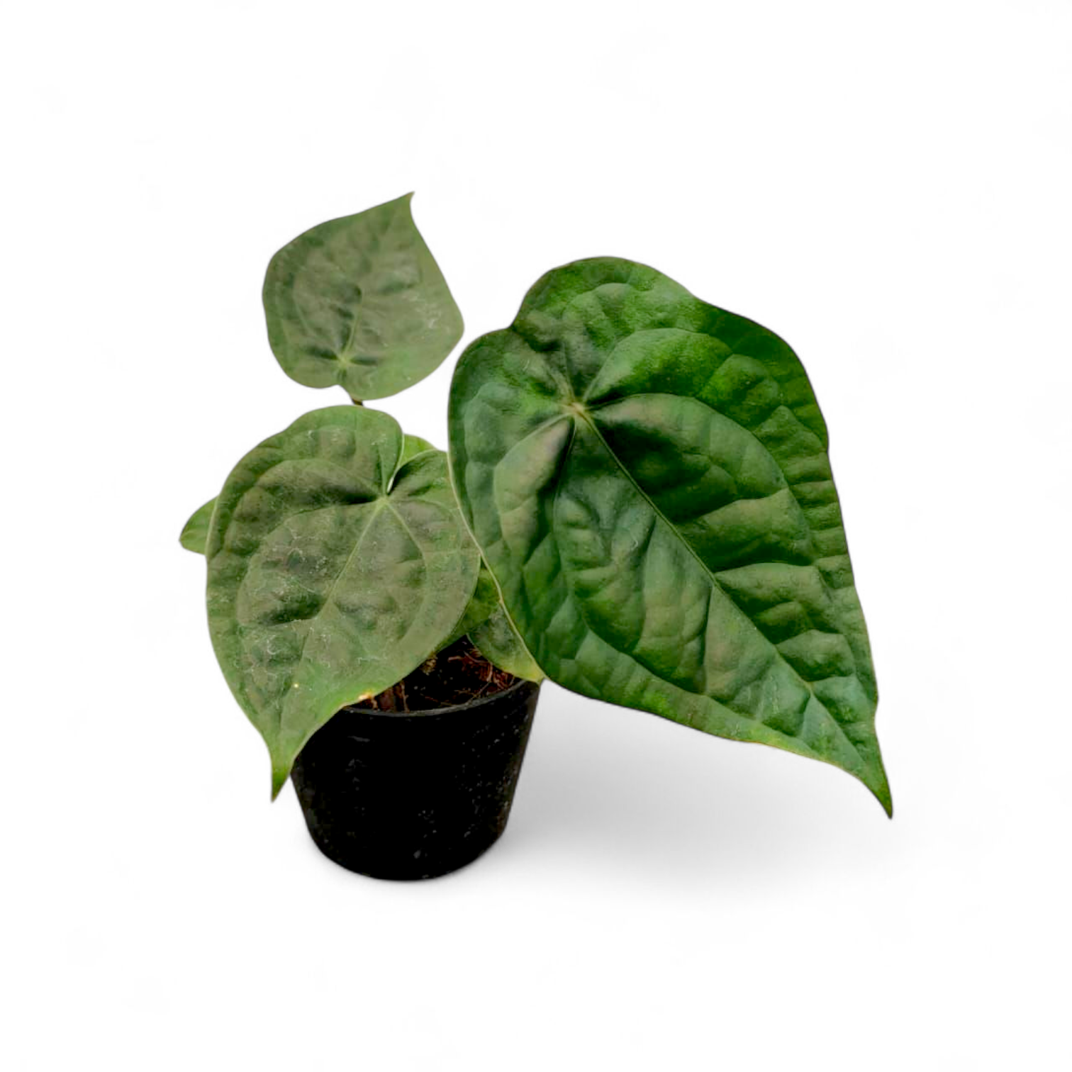 Potted Anthurium Luxurian x Forgetii (Dark Form) plant with large green leaves on a white background