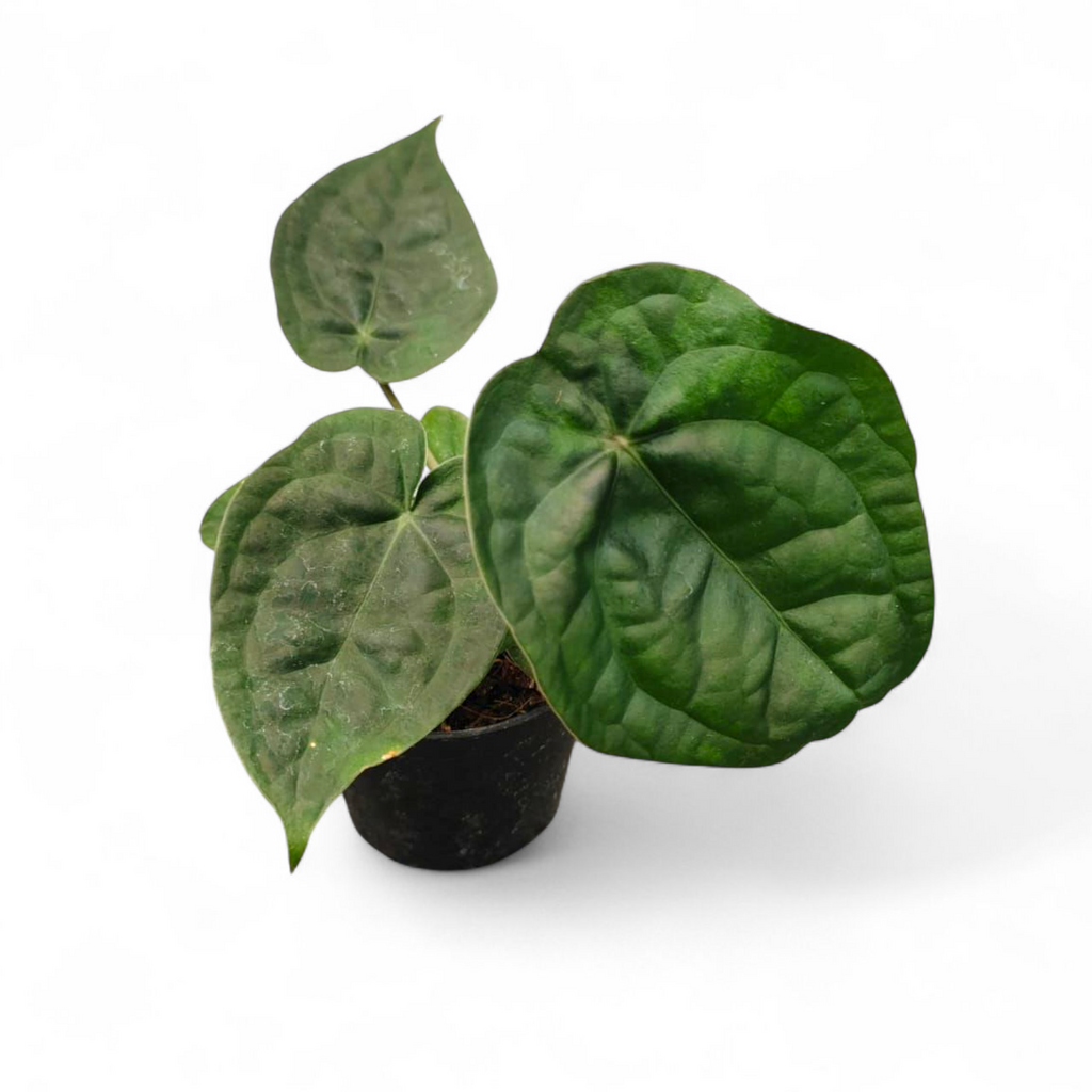 Potted plant with large green leaves on a white background