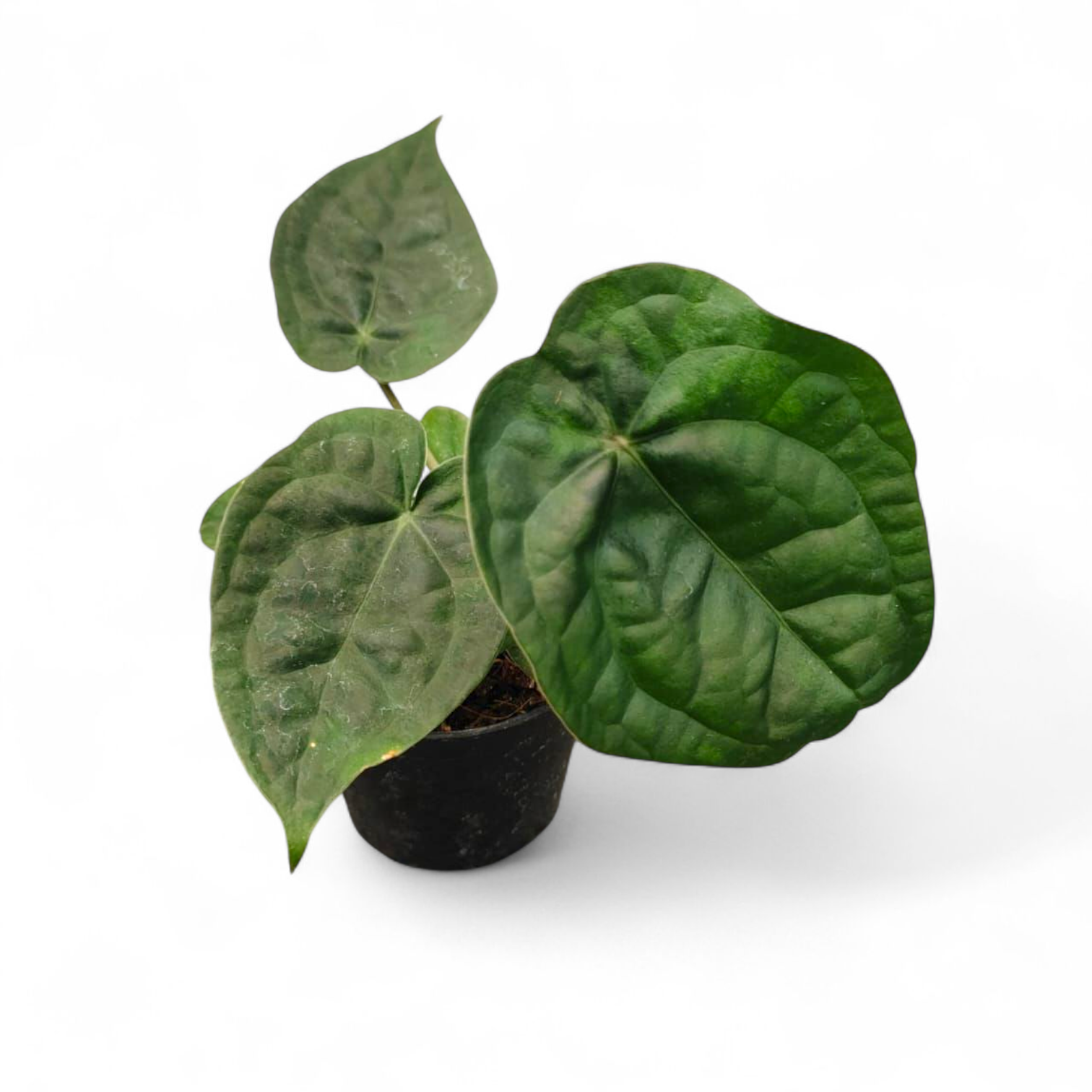 Potted plant with large green leaves on a white background