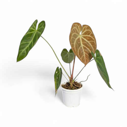 Potted Anthurium Magnificum (Square Petiole) plant with green and brown leaves on a white background