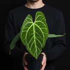 Person holding a potted Anthurium Magnificum x Crystallinum plant with large green leaves against a black background