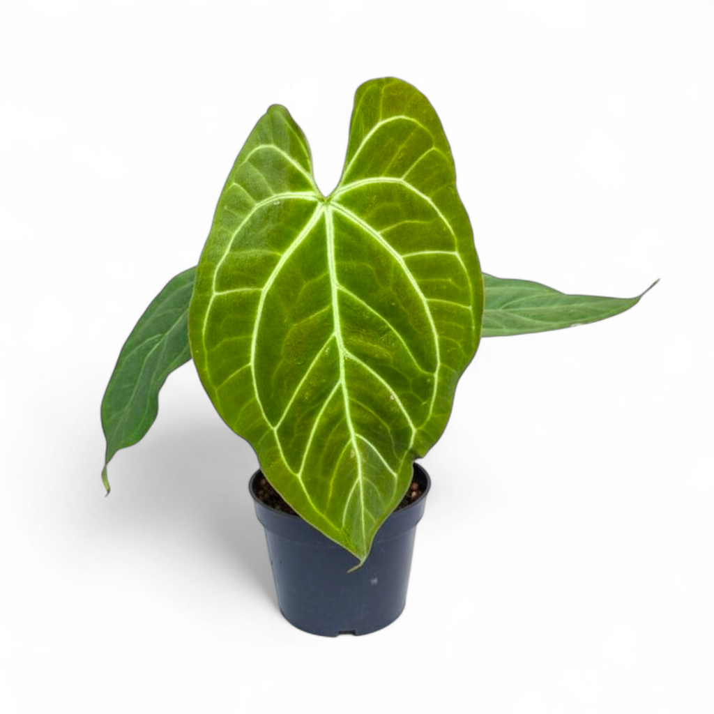 Potted Anthurium Magnificum x Crystallinum plant with large green leaves on a white background