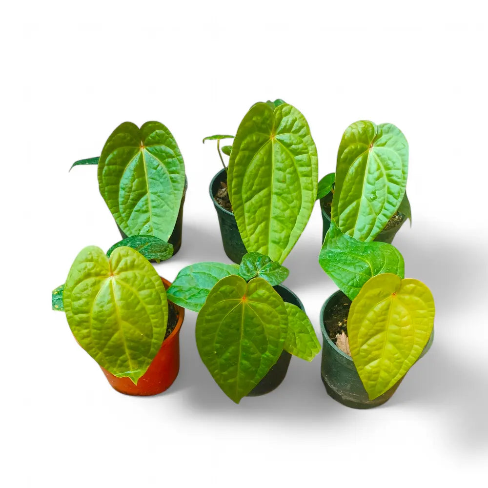 anthurium magnificum x luxurians Anthurium (Magnificum x Luxurian) – Rare Velvet Hybrid Aroid