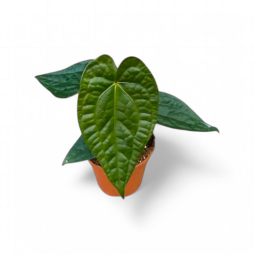 Anthurium (Magnificum x Luxurian) – Rare Velvet Hybrid Aroid | Soiled