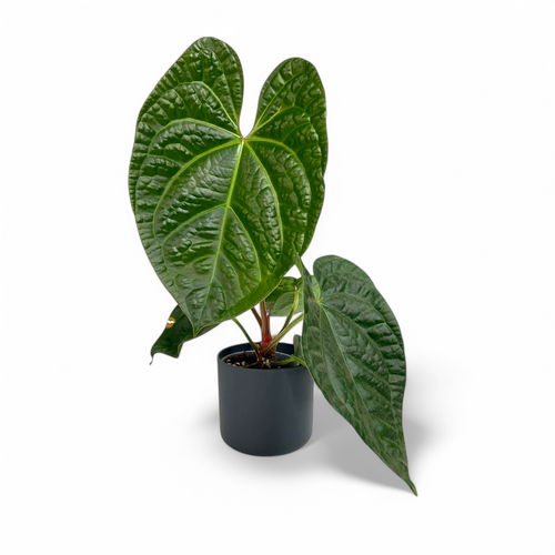 Anthurium (Magnificum x Luxurian) – Rare Velvet Hybrid Aroid | Soiled