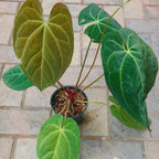 Potted plant with large green leaves on a tiled floor