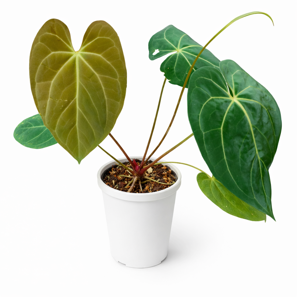 Potted plant with large green leaves on a white background