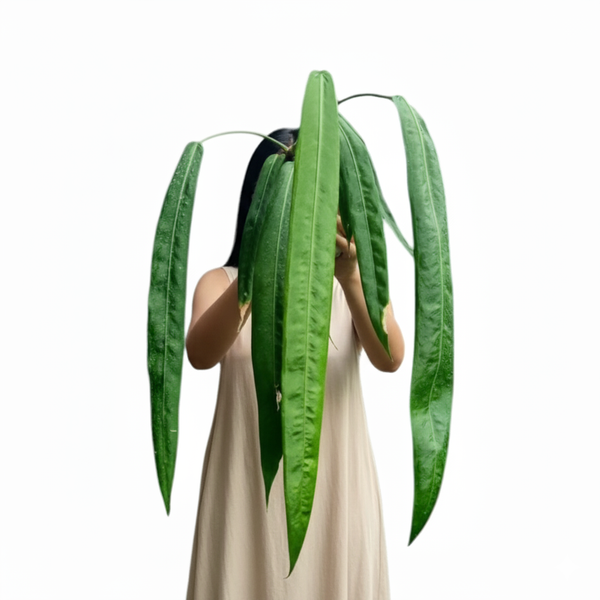 Person holding a large green leafy Anthurium Pallidiflorum plant against a white background