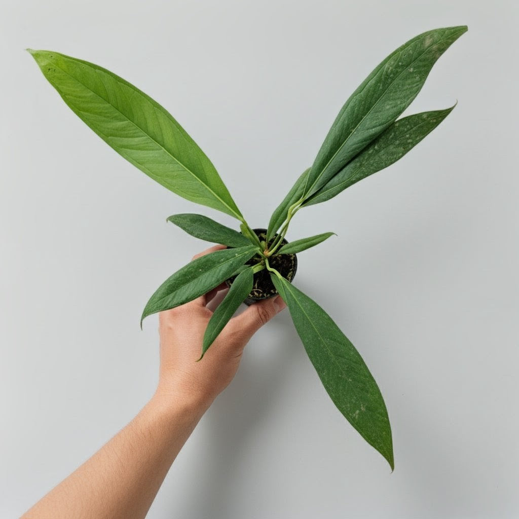 Hand holding a small potted Anthurium Pallidiflorum plant against a plain background