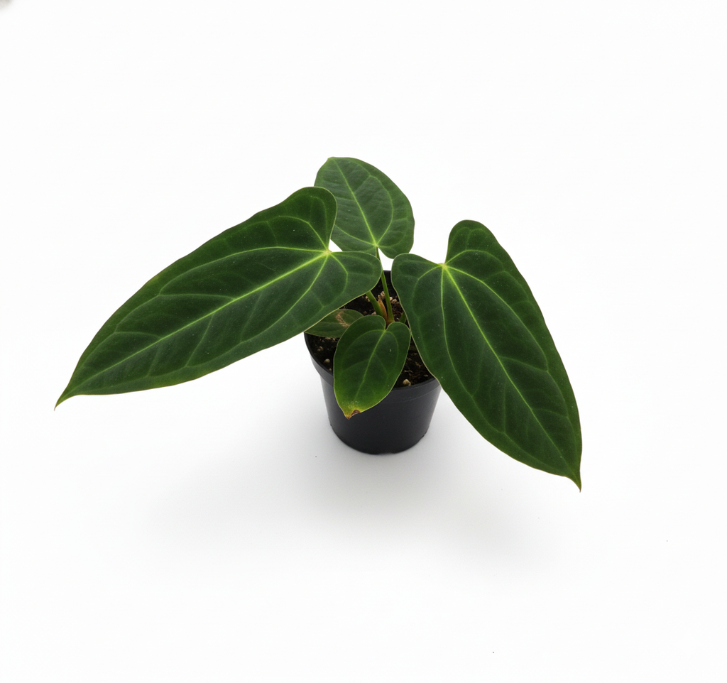 Small potted plant with dark green leaves on a white background