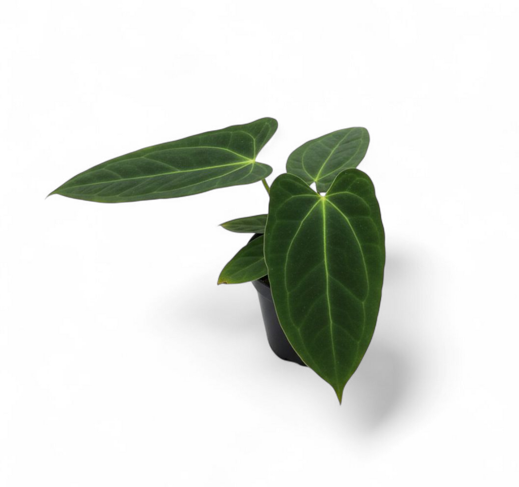 Green potted plant on a white background