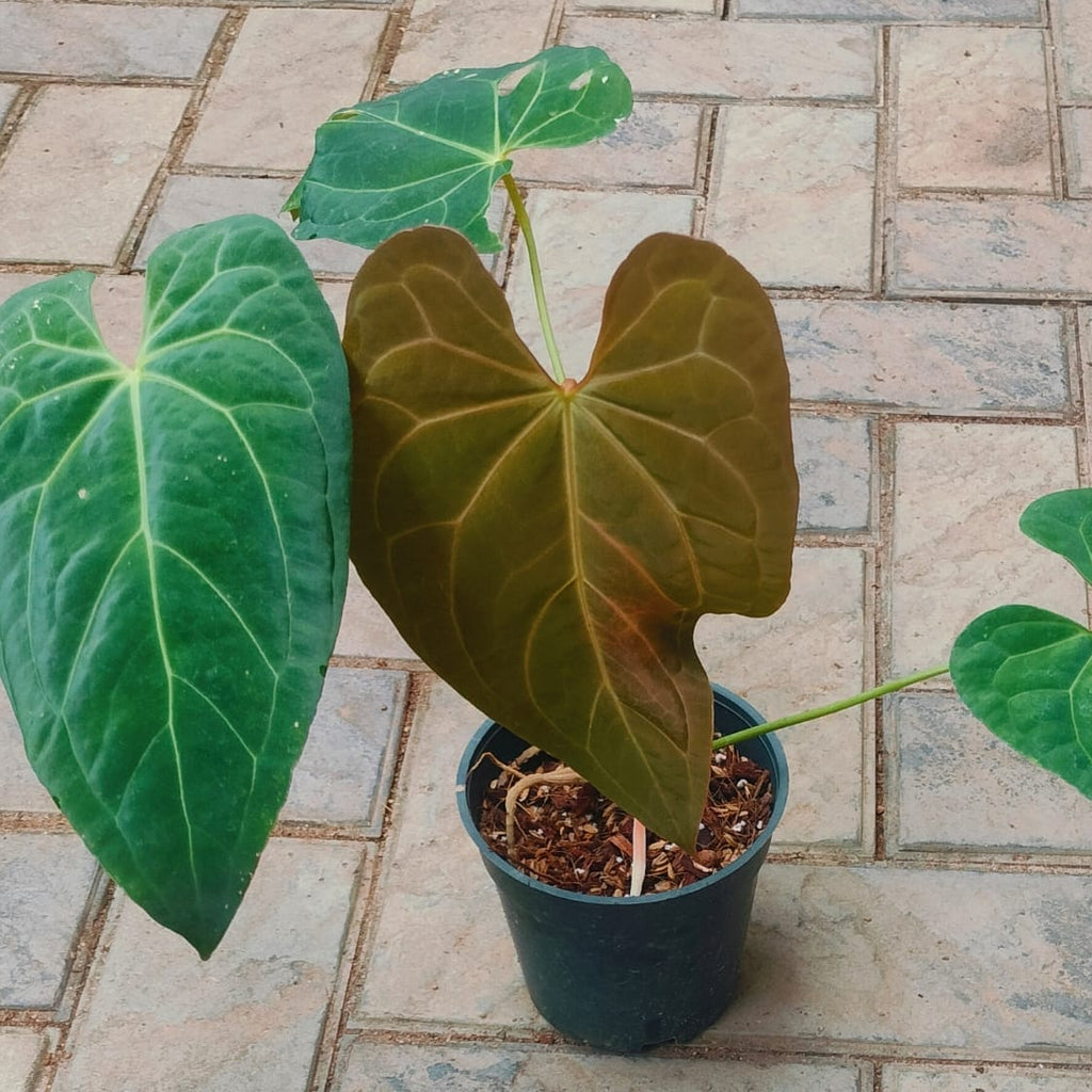 Potted plant with large green leaves on a tiled floor