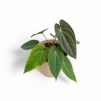 Anthurium 'Papillilaminum x Marmoratum'