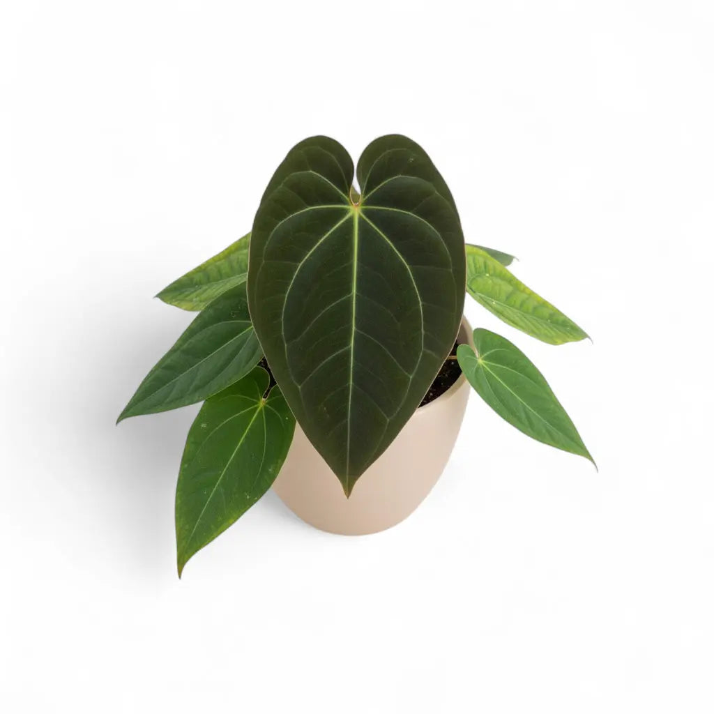 anthurium marmoratum 2 Anthurium Papillilaminum x Marmoratum