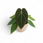Potted plant with large green leaves on a white background