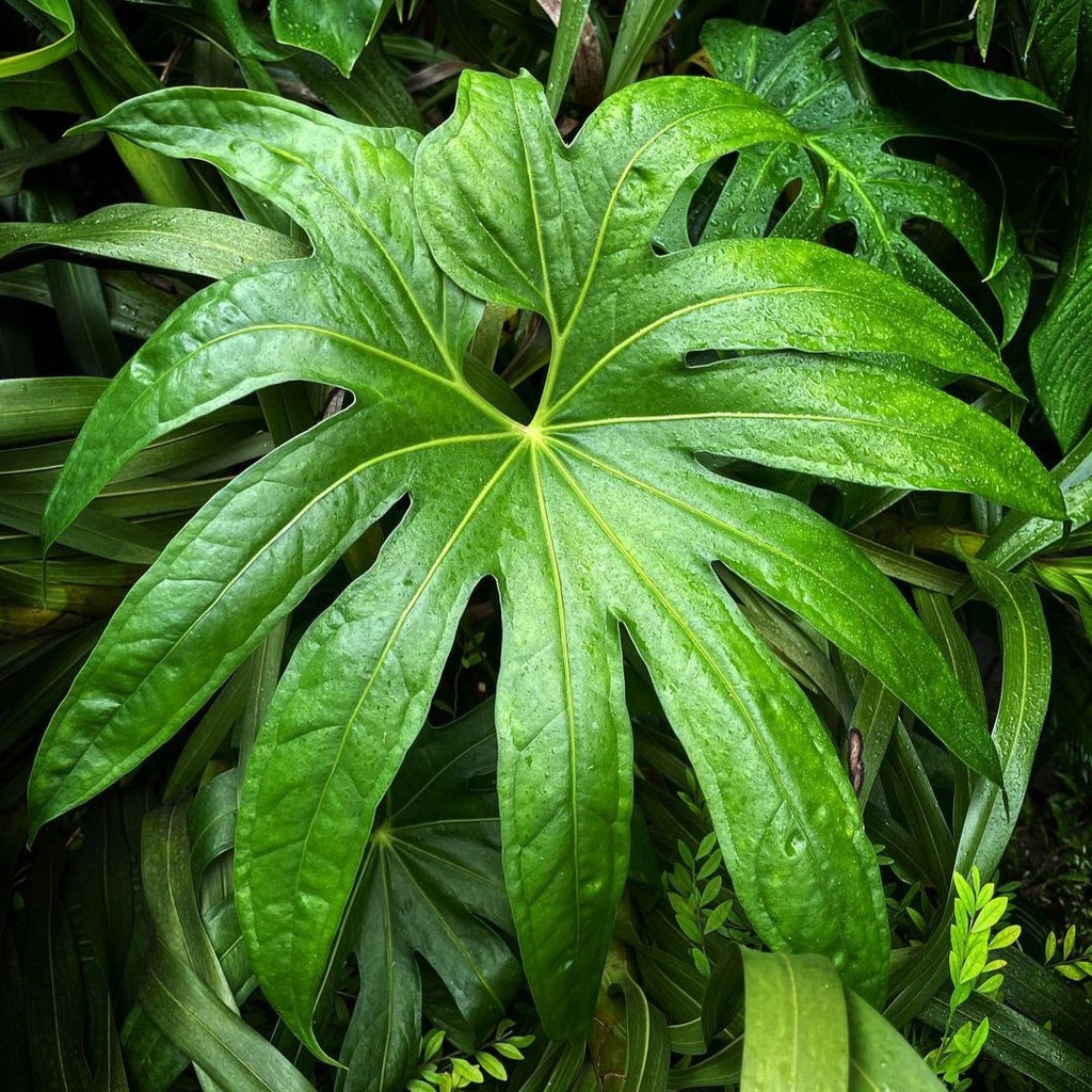 anthurium pedatoradiatum Anthurium Pedatoradiatum