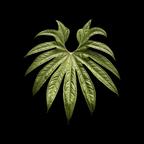 Anthurium Pedatoradiatum leaf