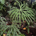 Anthurium Podophyllum