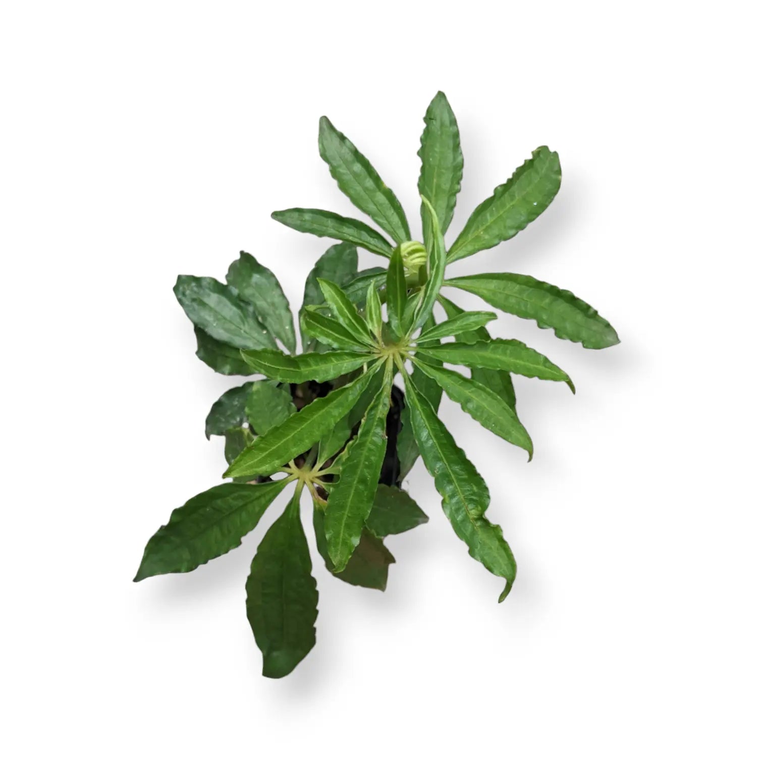 anthurium plant online india Buy Rare Anthurium Polyschistum Plant Online in India at Soiled