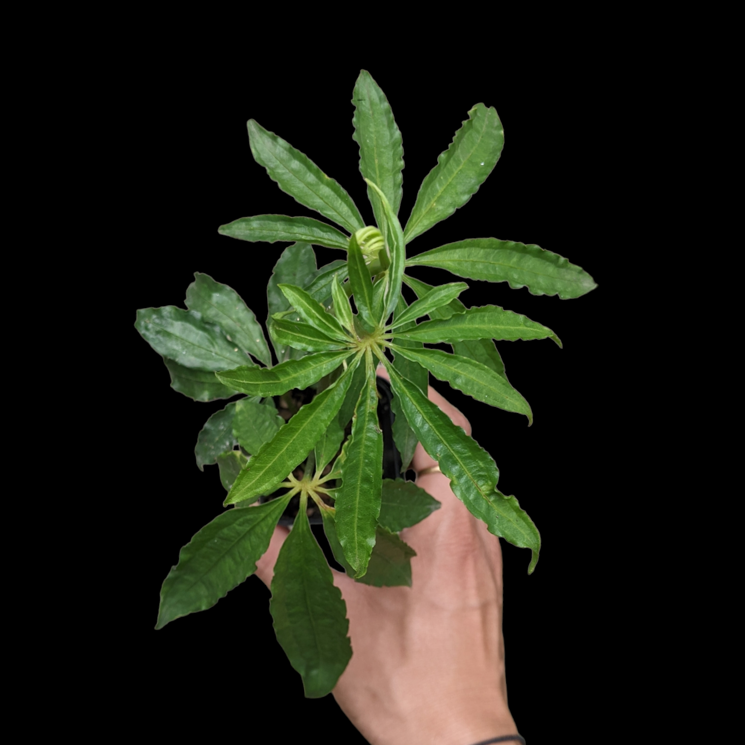 Anthurium Polyschistum - Philodendron - Soiled