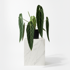 Anthurium Queen Warocqueanum 'Dark Narrow'