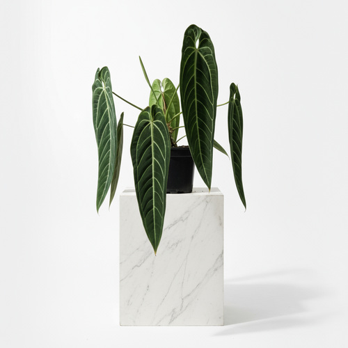 【piro】A.warocqueanum dark narrow Anthurium Queen Warocqueanum 'Dark Narrow' – Soiled