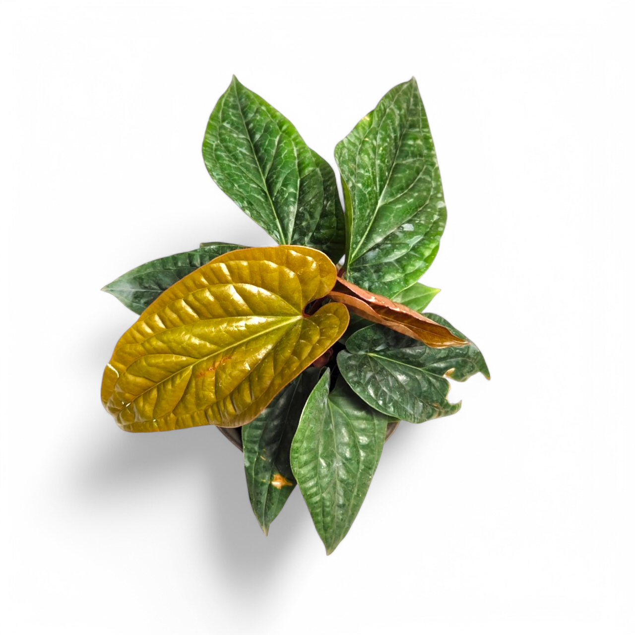 Anthurium 'Quilted Hearts' (Anthurium Radicans x Luxurians) - Anthurium - Soiled
