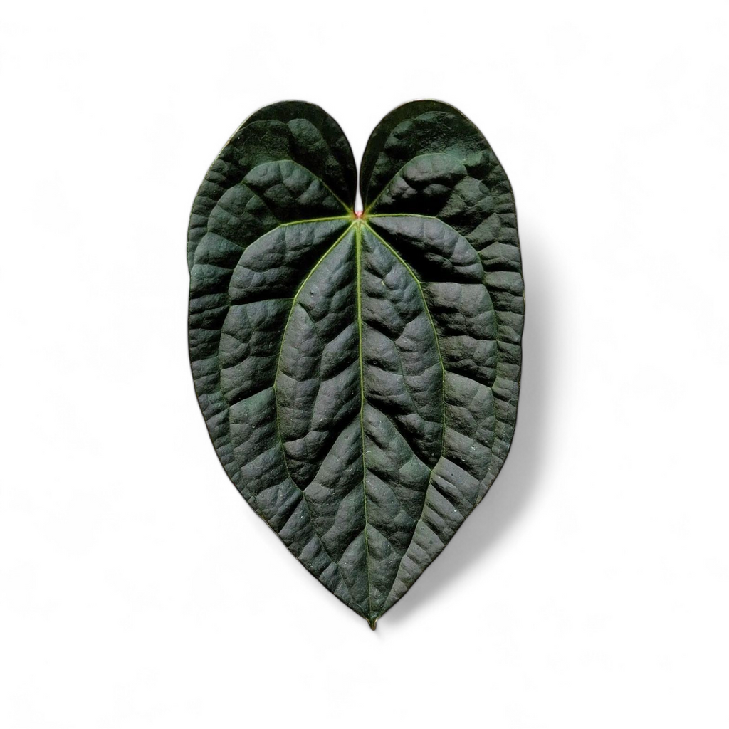 anthurium raven soul Anthurium 'Raven Soul' Hybrid