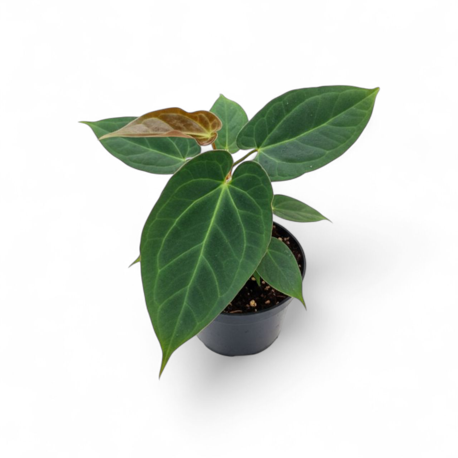 Potted plant with large green leaves on a white background
