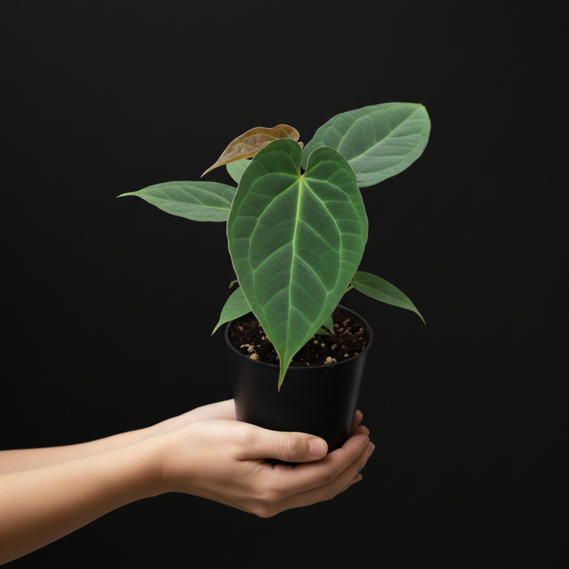 Person holding a potted plant against a black background