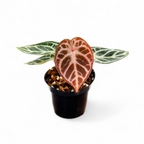 Anthurium Red Crystallinum