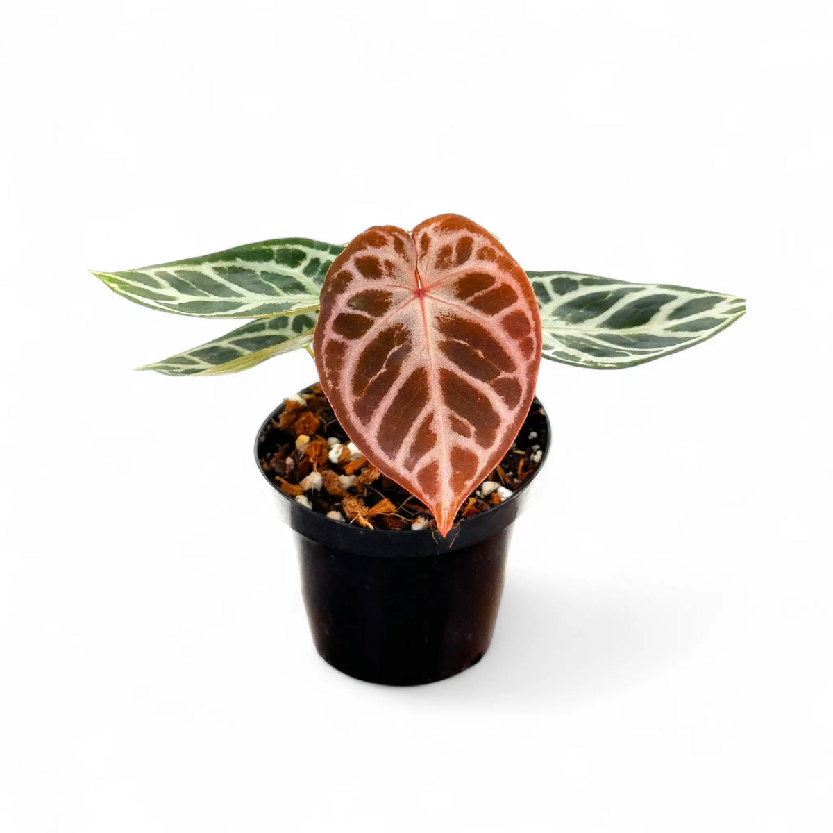 'Red Crystallinum' (NSE) ×'Black Ghost' Anthurium Red Crystallinum | Soiled