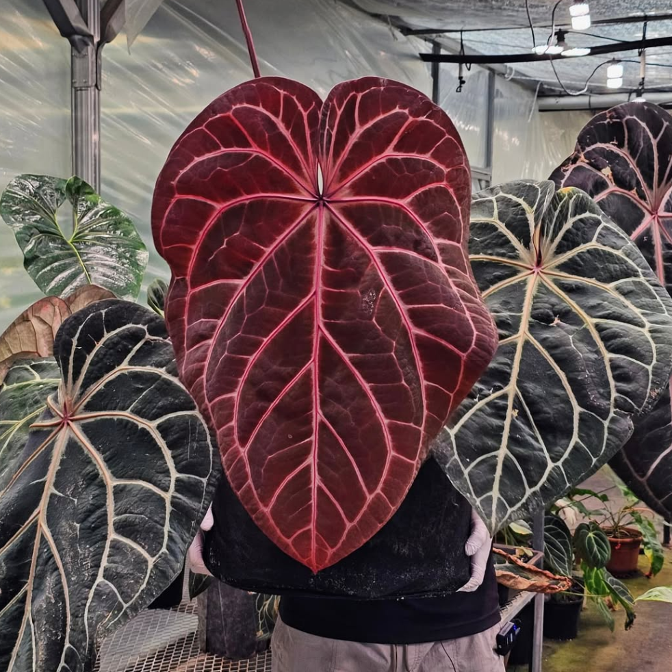 Anthuroom】Anthurium 'Red crystallinum' (NSE) x selfアンスリウム