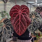 Anthurium Red Crystallinum