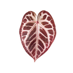 Anthurium Red Crystallinum