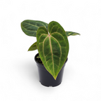 Potted Anthurium Red Vein Dark Phoenix (RVDP) plant with large green leaves on a white background