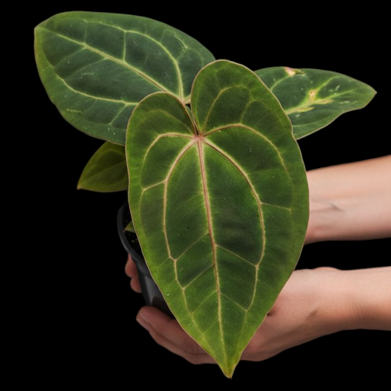 Anthurium Anthurium Red Vein Dark Phoenix | Soiled Anthurium Anthurium Red Vein Dark Phoenix | Soiled